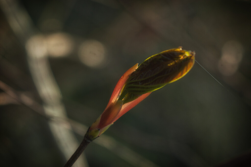 Backlit Bud by fbailey