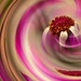 Senetti series: Pink swirl........... by ziggy77