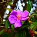   Tibouchina Flower ~  by happysnaps