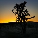 LHG_0184-As the sun comes up at Joshua Tree by rontu
