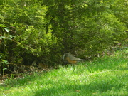 10th Apr 2023 - Robin with Twig in its mouth 