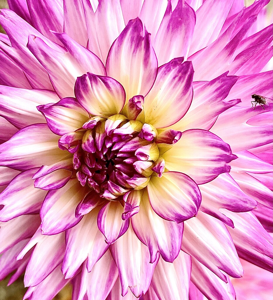 A Chrysanthemum centre and bug by Dawn