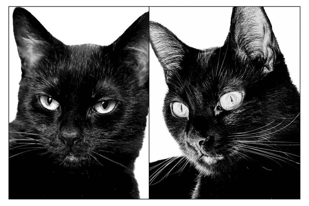 Kittens in mono for Monday. by berelaxed