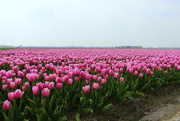 10th Apr 2023 - Tulips. 