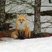 Fox by paintdipper
