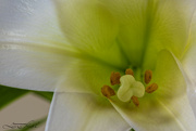 10th Apr 2023 - Easter Lily