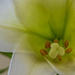 Easter Lily by lstasel