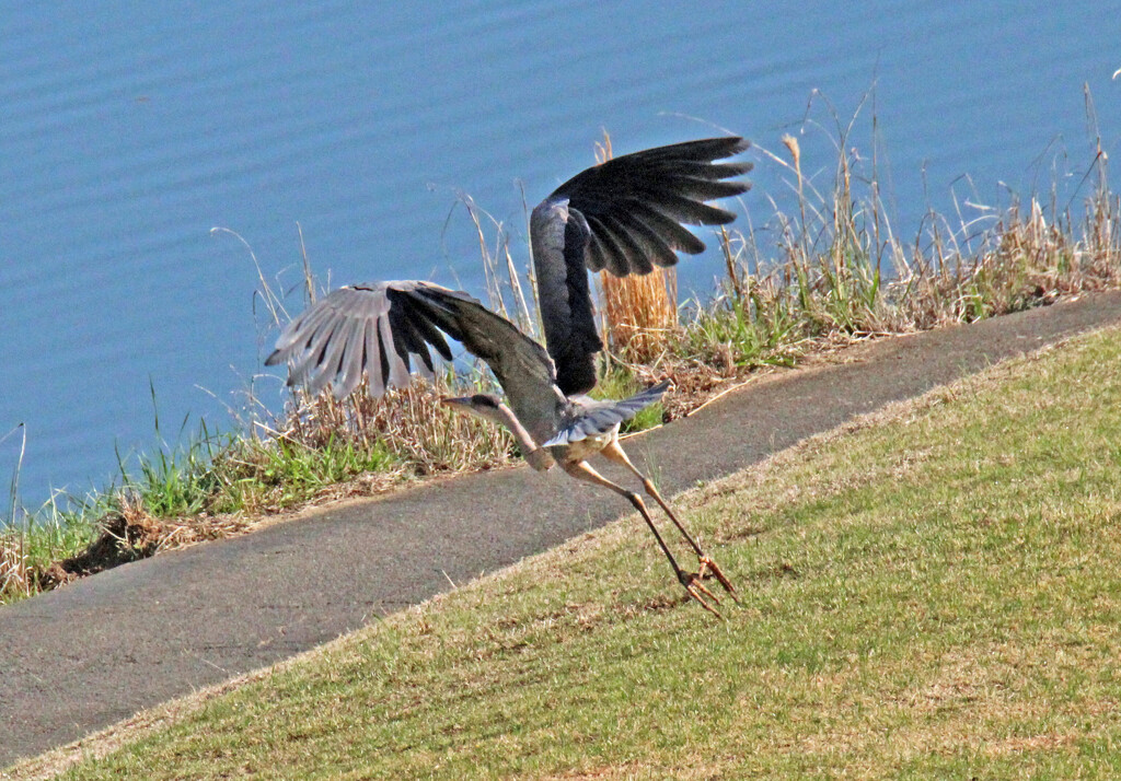 Mar 30 Blue Heron Taking Flight From Bank IMG_2849AA by georgegailmcdowellcom