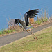 Mar 30 Blue Heron Taking Flight From Bank IMG_2849AA by georgegailmcdowellcom
