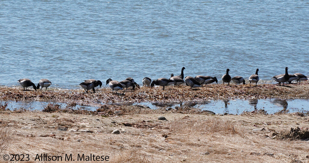 Brant Line-Up by falcon11