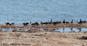 10th Apr 2023 - Brant Line-Up