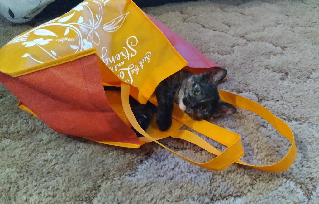 Don't Let the Cat out of the Bag by julie