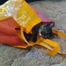 Don't Let the Cat out of the Bag by julie