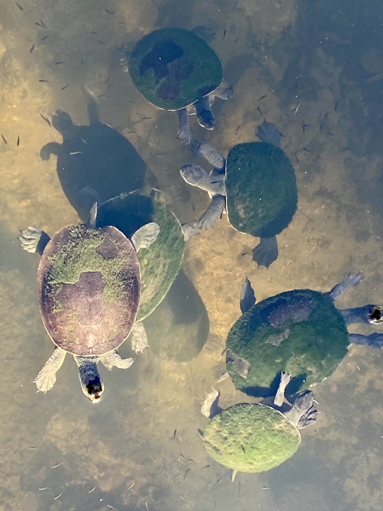 Turtles by sugarmuser