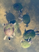 11th Apr 2023 - Turtles