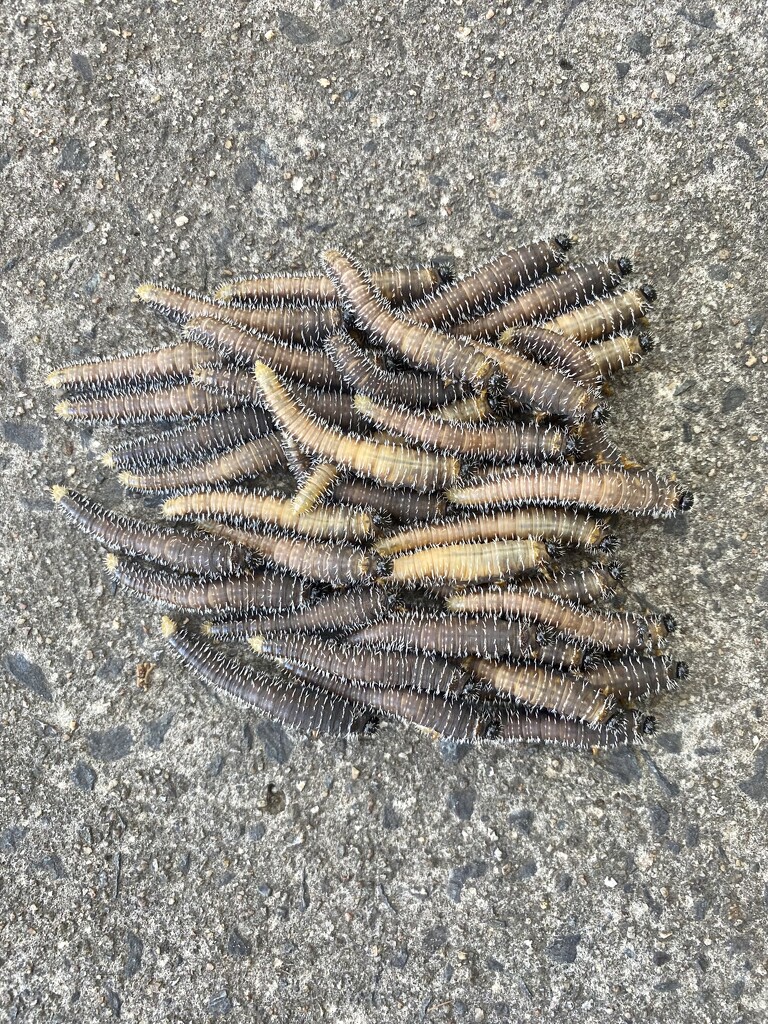 Caterpillar cluster by sugarmuser