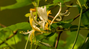 10th Apr 2023 - Honeysuckle Flower!