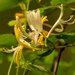 Honeysuckle Flower! by rickster549
