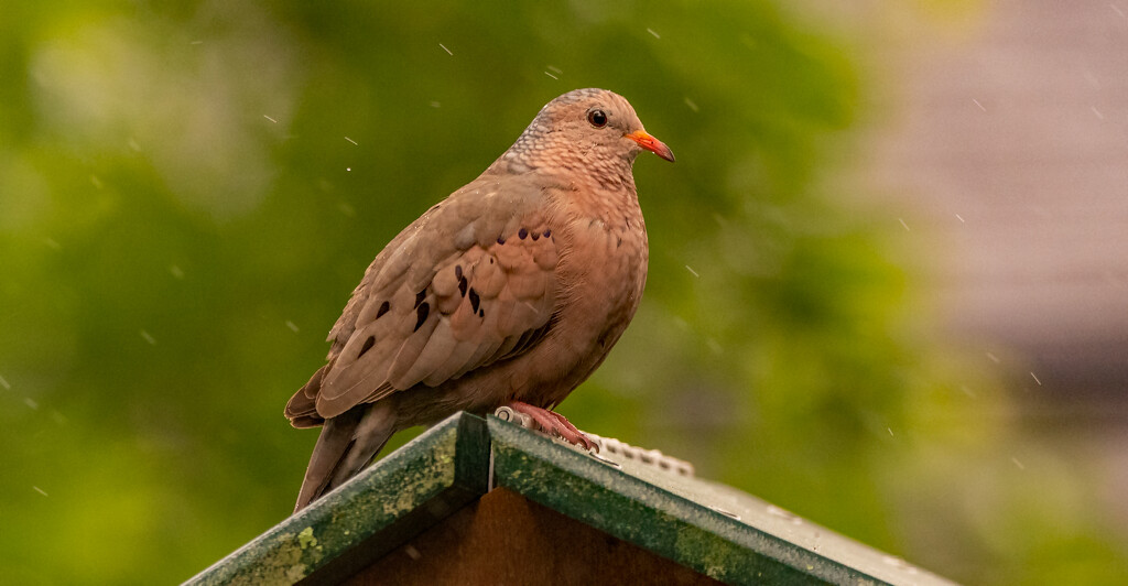 Dove in the Rain! by rickster549