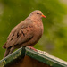 Dove in the Rain! by rickster549