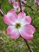 10th Apr 2023 - Dogwood Bloom