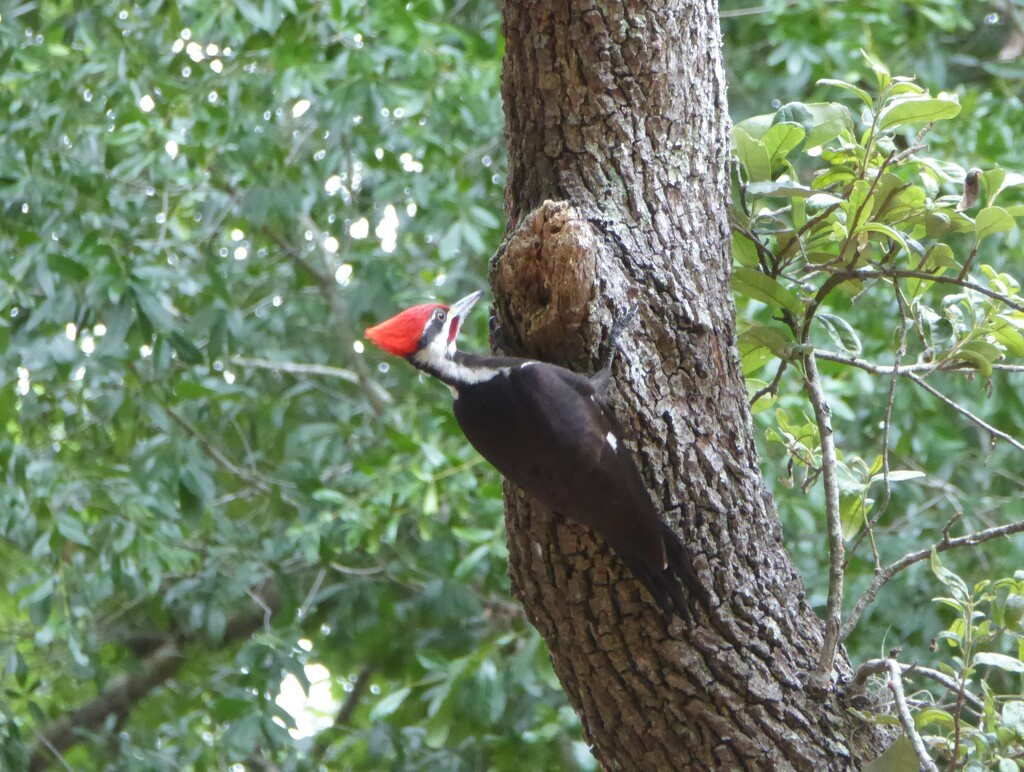 Pileated Woodpecker by mimiducky