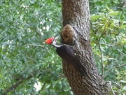 10th Apr 2023 - Pileated Woodpecker