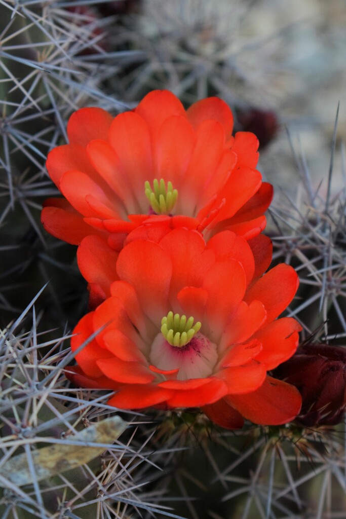 Two Red orange cactus flowers by sandlily