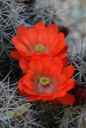 9th Apr 2023 - Two Red orange cactus flowers