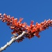 Ocotillo blooms duo by sandlily