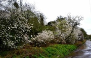 10th Apr 2023 - Blackthorn Blossom