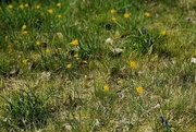 10th Apr 2023 - wildflowers