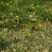 wildflowers by christophercox