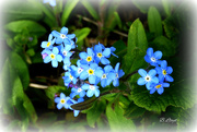 11th Apr 2023 - Forget-me-not.