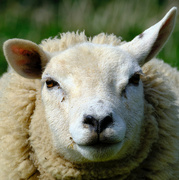 11th Apr 2023 - Sheep pointed ear