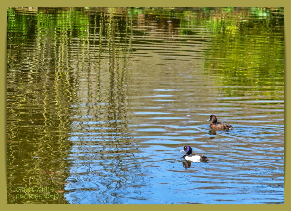 Tufted Ducks And Reflections by carolmw