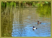 11th Apr 2023 - Tufted Ducks And Reflections