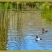 Tufted Ducks And Reflections by carolmw