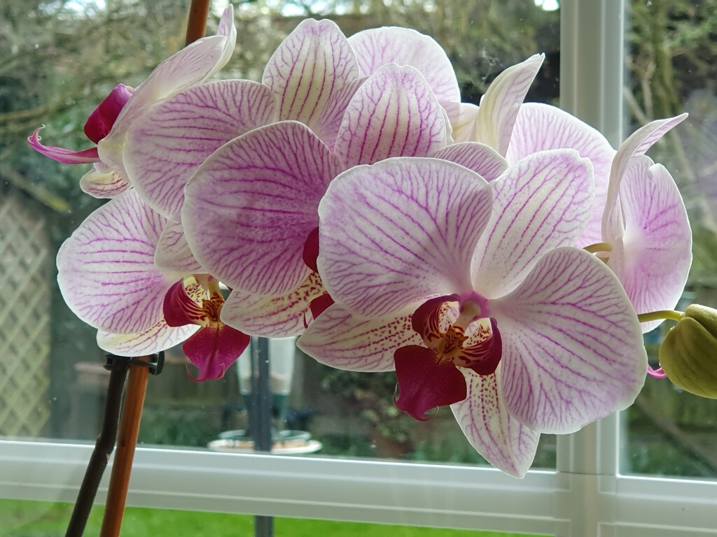 One of our orchids  by rosiekind