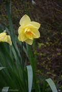 10th Apr 2023 - Daffodils