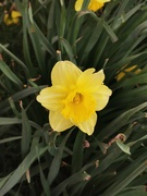 23rd Mar 2023 - Daffodil 