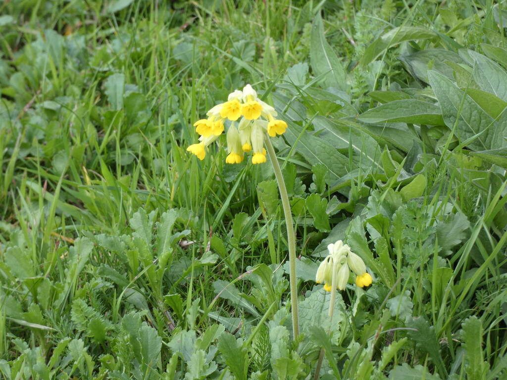 Cowslip  by foxes37