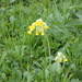Cowslip  by foxes37