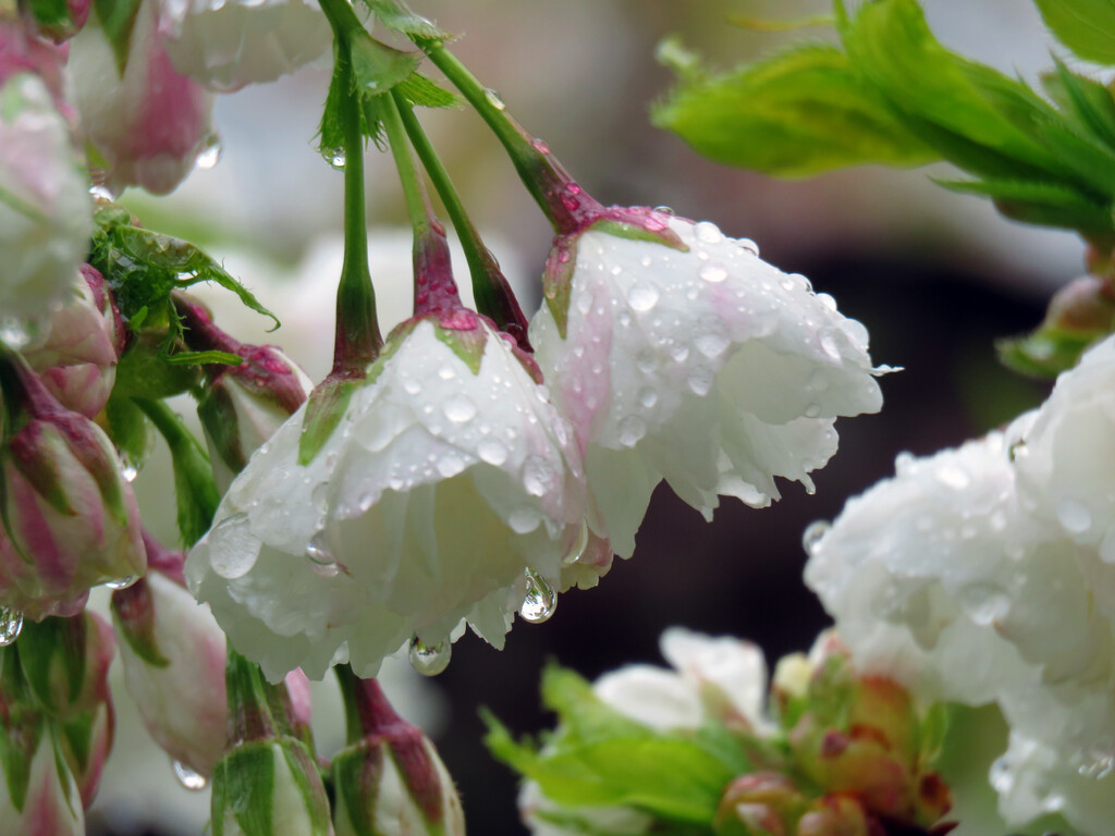 Rainy Day Blossoms  by seattlite