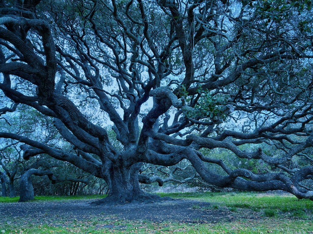 Live Oak Tree by dkellogg