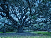 11th Apr 2023 - Live Oak Tree