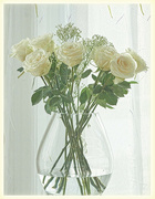 11th Apr 2023 - White Roses for Easter