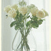 White Roses for Easter by gardencat