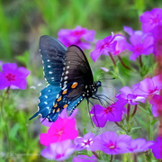 11th Apr 2023 - Pipevine Swallowtail Butterfly