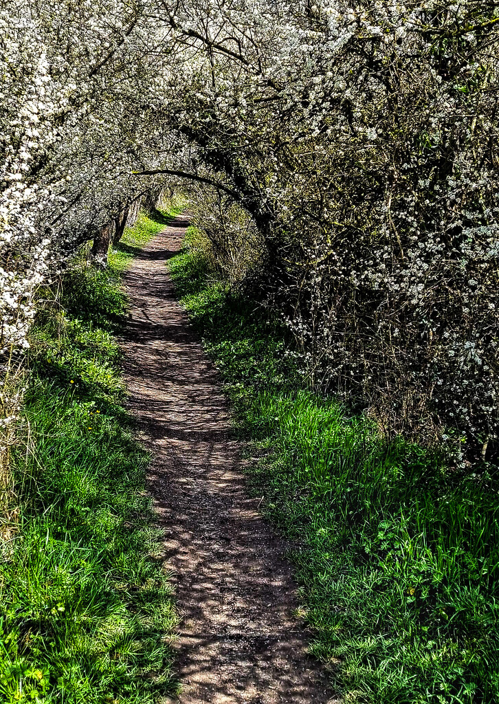 Great spring walkway by tstb13